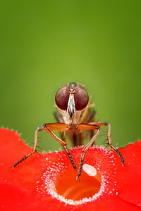 brown insect thumbnail