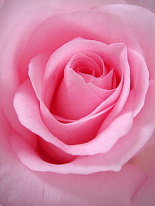 shallow focus photography of pink flower thumbnail