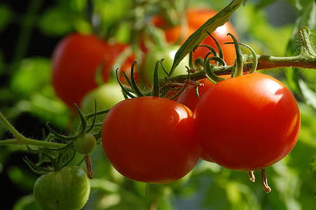 selective focus photo of tomato fruits thumbnail