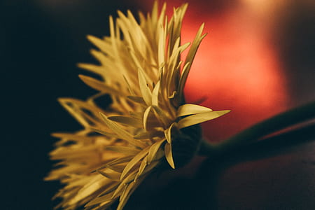 closeup photography of yellow daisy flower thumbnail