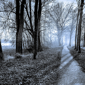 bare trees under sky thumbnail