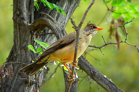 brown and gray bird on tree branch thumbnail