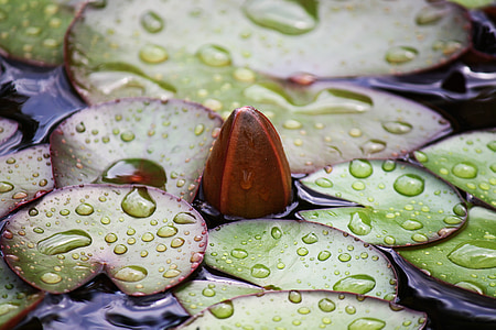 waterlilies thumbnail