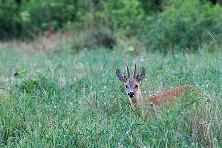 brown deer in green grass at daytime thumbnail