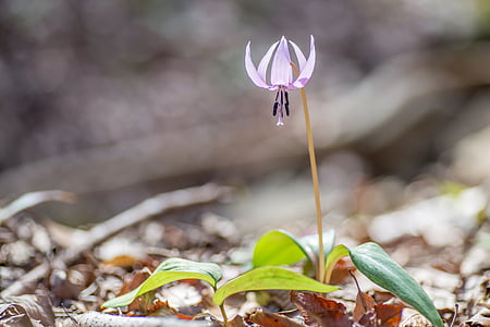 purple lily in bloom at daytime thumbnail