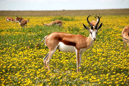 Antelopes on Green Field thumbnail