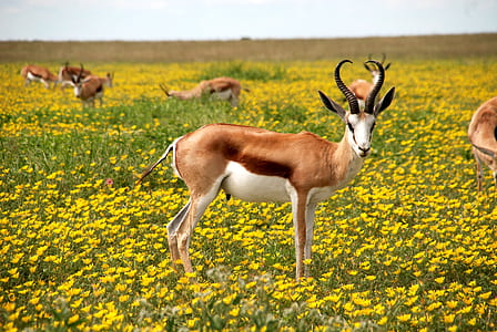brown antelope standing on yellow bed flowers thumbnail