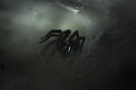 black tarantula on black surface thumbnail