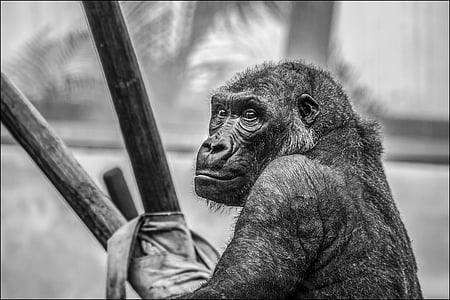 monkey holding on to stick thumbnail