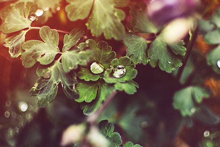 green leaves plant thumbnail