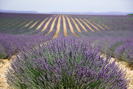 bed of purple petaled flowers thumbnail