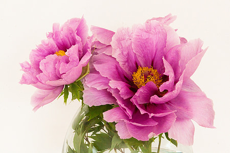 pink petaled flowers thumbnail