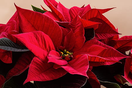 closeup photography of red poinsettia flowers thumbnail