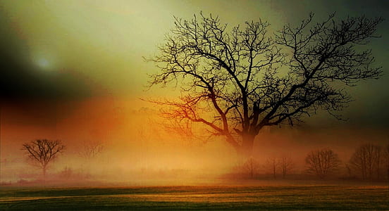 brown bare tree fields thumbnail