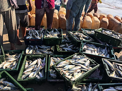 pail of fresh fishes thumbnail