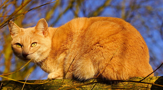 orange tabby cat on tree branch thumbnail