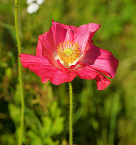 selective focus photo of red poppy flower thumbnail