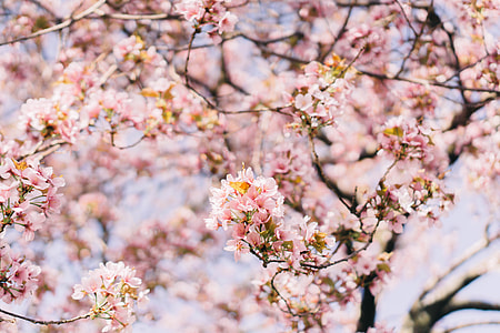 Boston cherry blossom tree 1/2 thumbnail