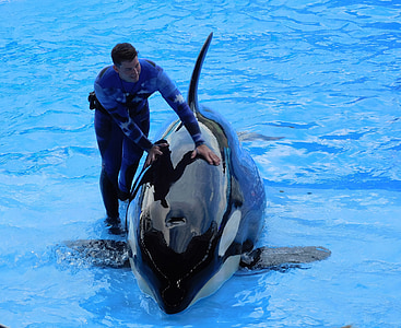 orca whale on body of water thumbnail