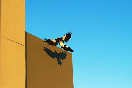 white and black bird soaring near brown building at daytime thumbnail