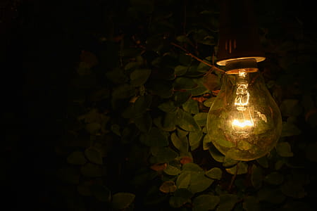 Turned-on Lamp Near Green Plants thumbnail