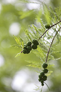 Meta Sequoia, Fruit thumbnail