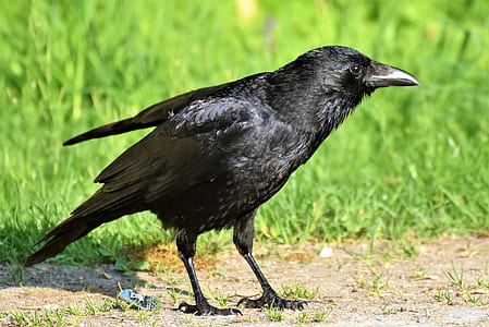 black crow thumbnail