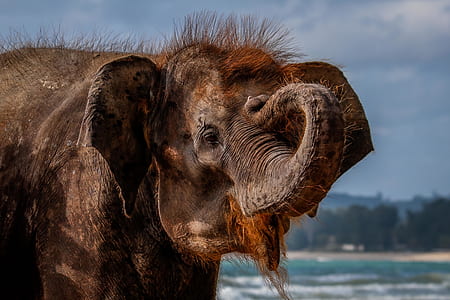 brown elephant near ocean water thumbnail