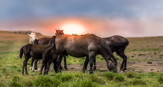 herd of horses on grass field thumbnail