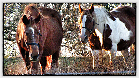 brown and white horses in middle of forest during daytime thumbnail