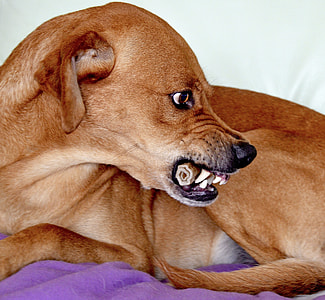 closeup photo of short-coated tan dog thumbnail