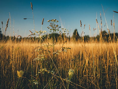 field, agriculture, grain, cornfield thumbnail