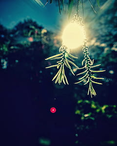 Closeup Photography of Beige Light With Two Green Leaves thumbnail