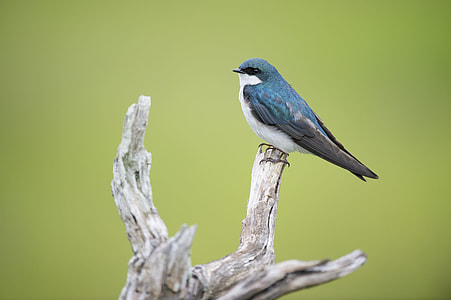 blue and white bird standing on tree branch thumbnail