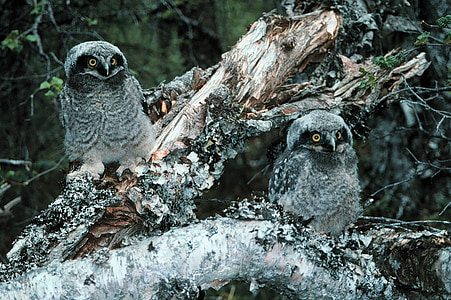 two gray-and-black owls photo during winter thumbnail