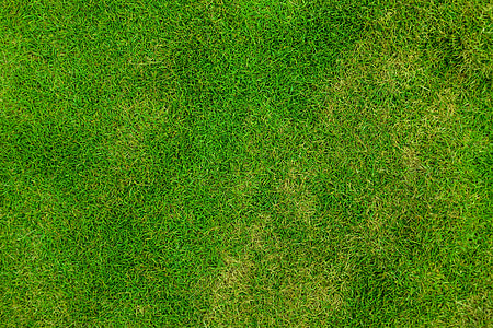 green grass field thumbnail