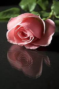 selective focus photography of pink rose thumbnail