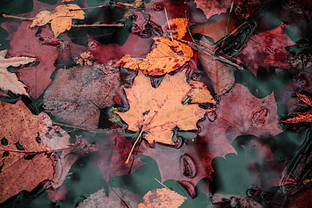 focus photo of orange maple leaf on body of water thumbnail
