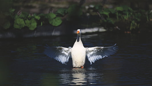 duck dipped on body of water thumbnail