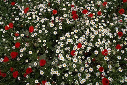 bed of white and red flowers in bloom thumbnail