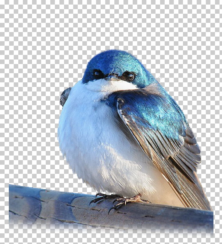Mountain Bluebird Tree Swallow Tanager Barn Swallow Bird Png