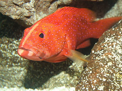 red fish beside brown stone thumbnail