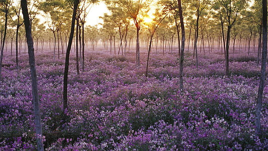 field of lavender flowers thumbnail
