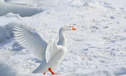 White Goose on Snow Covered Ground at Daytime thumbnail