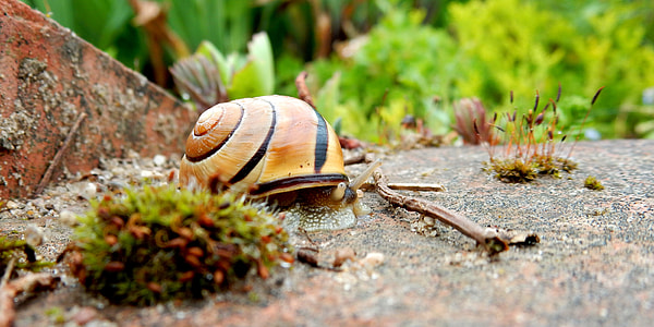 close up photography of snail thumbnail