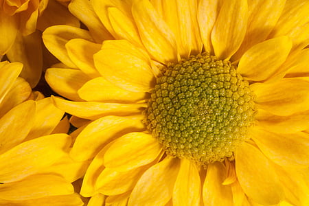 yellow petaled flower thumbnail