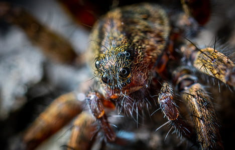 selective macro photography of brown spider thumbnail
