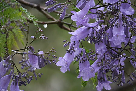 close-up photo of purple campanula flowers with water droplets thumbnail