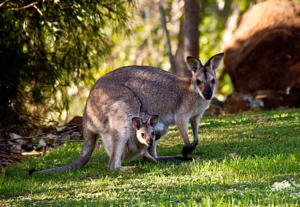 kangaroo standing near green leafed plant at daytime thumbnail