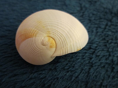 white seashell on textile thumbnail